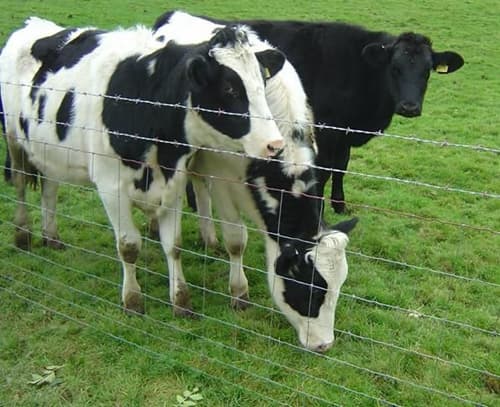 Heavy Galvanized Coated Cattle Fence